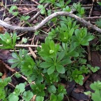 Stellina odorosa (Galium odoratum) biologica semi