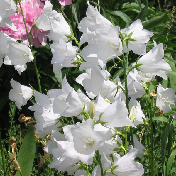 Campanula persicifolia Alba (Campanula Caerulea)