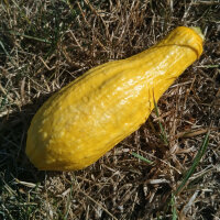 Zucchina gialla Yellow Crookneck (Cucurbita pepo) semi