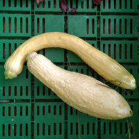 Zucchina gialla Yellow Crookneck (Cucurbita pepo) semi