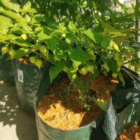 Peperoncino Biquinho (Capsicum chinense ) semi