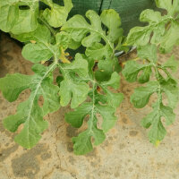 Anguria Golden Midget (Citrullus lanatus) semi