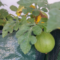 Anguria Golden Midget (Citrullus lanatus) semi