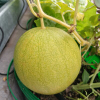 Anguria Golden Midget (Citrullus lanatus) semi