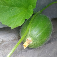 Melone Minnesota Midget (Cucumis melo) semi