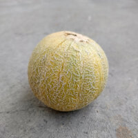 Melone Minnesota Midget (Cucumis melo) semi