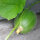Melone Minnesota Midget (Cucumis melo) semi