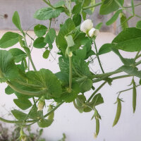 Pisello mangiatutto / Pisello mezza rama Delikett (Pisum sativum) semi