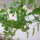 Pisello mangiatutto / Pisello mezza rama Delikett (Pisum sativum) semi