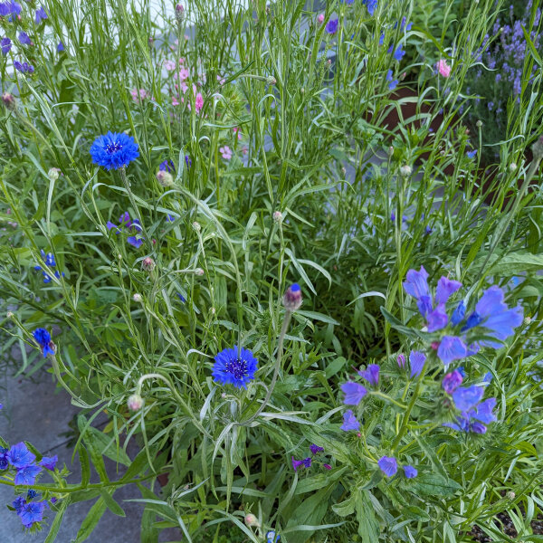 Bouquet di fiori blu