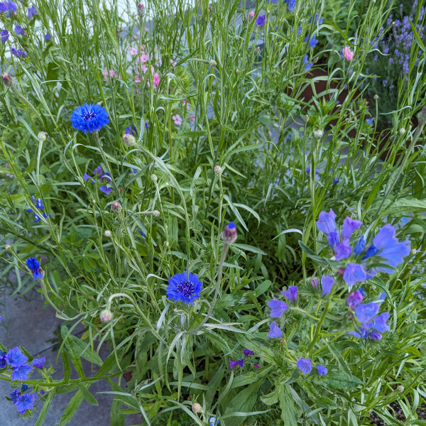 Bouquet di fiori blu