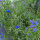 Bouquet di fiori blu
