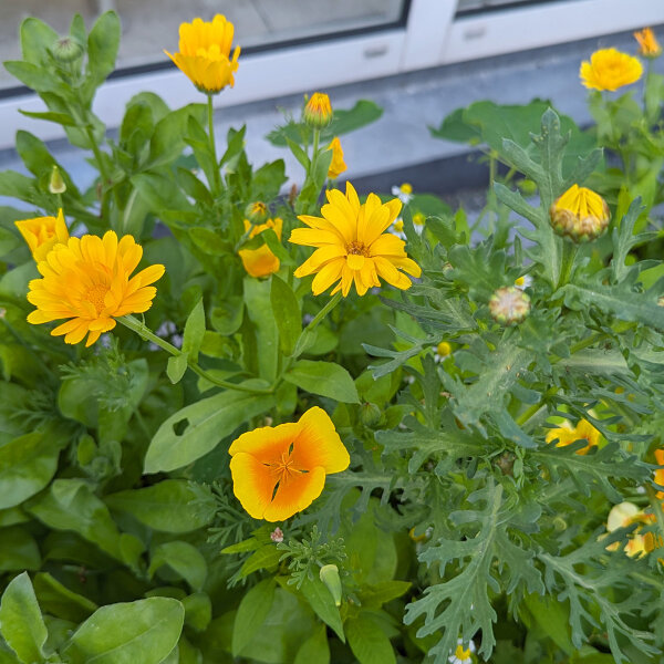 Bouquet di fiori gialli