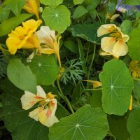 Bouquet di fiori giallo