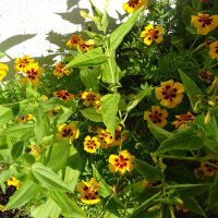 Bouquet di fiori gialli