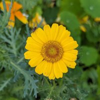 Bouquet di fiori gialli