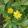 Bouquet di fiori gialli
