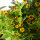Bouquet di fiori gialli