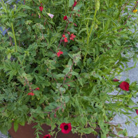 Bouquet di fiori rosso