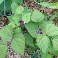 Fagiolo  Royal Burgundy  (Phaseolus vulgaris)  semi