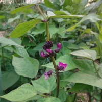 Fagiolo  Royal Burgundy  (Phaseolus vulgaris)  semi