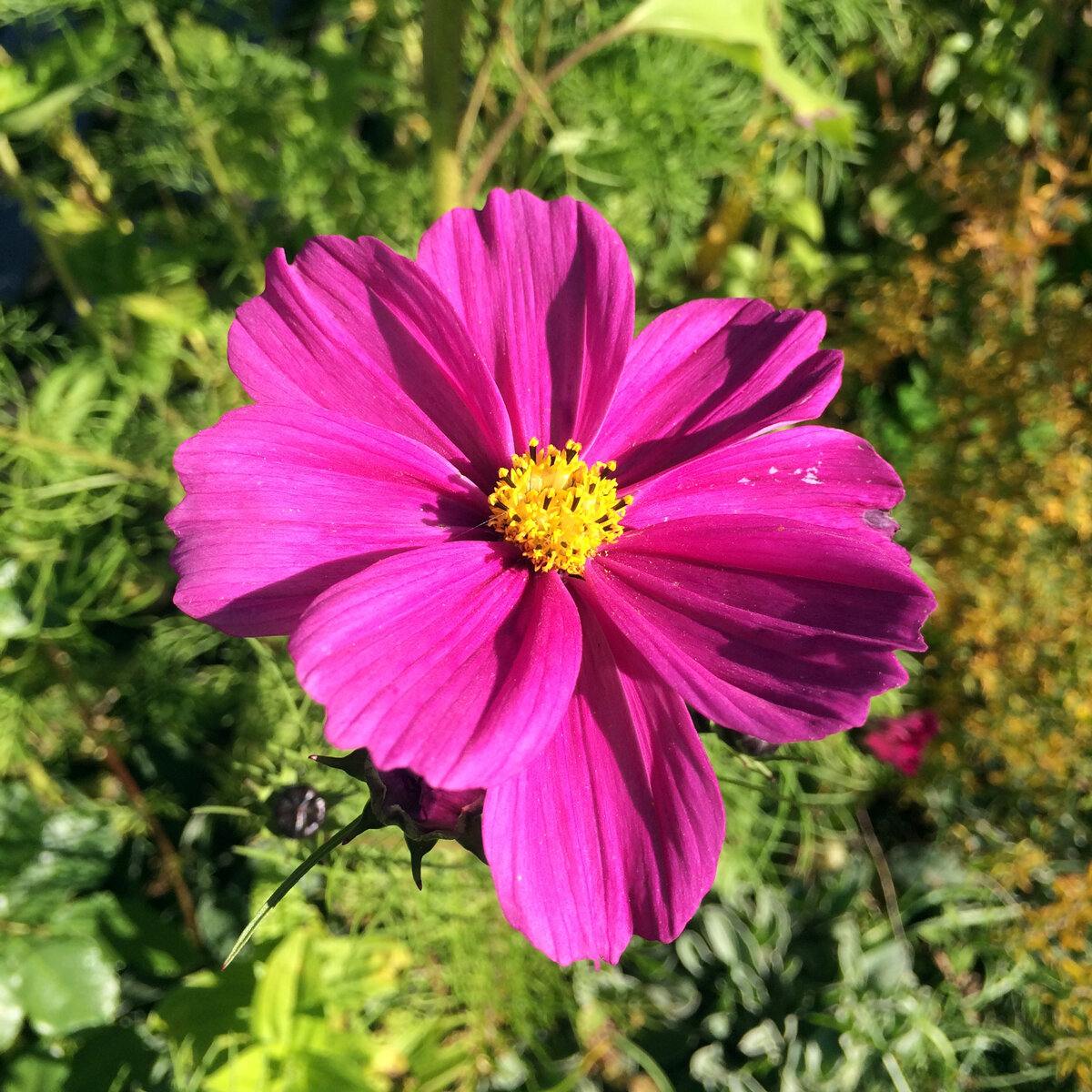 Cosmea (Cosmos bipinnatus) biologica semi