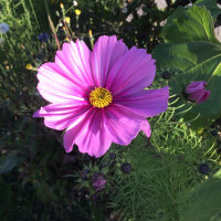 Cosmea (Cosmos bipinnatus) biologica semi