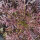 Senape rossa Red Frills (Brassica juncea)