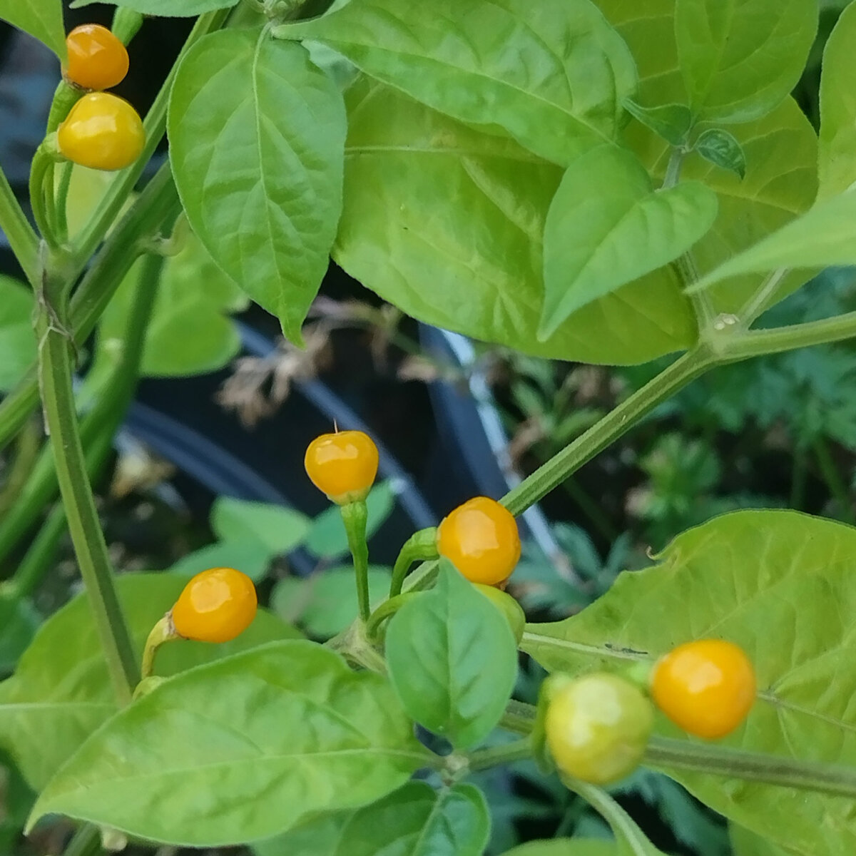 Il Bottaccio - Peperoncini Jalapeño Piccanti In Olio Extravergine Italiano Alta Qualita 550 Gr