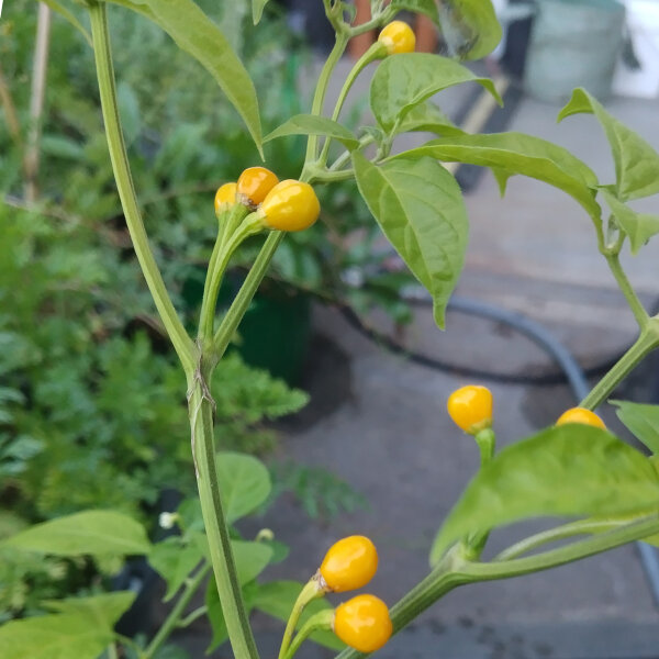 Peperoncino piccante, proprietà e virtù