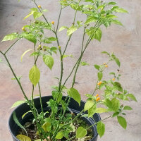 Peperoncino Aji Charapita (Capsicum chinense) semi