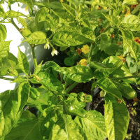 Peperoncino NuMex Suave Orange (Capsicum chinense) semi