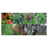 Varietà di salvia - set di semi
