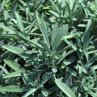 Varietà di salvia - set di semi