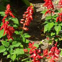 Varietà di salvia - set di semi