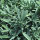 Varietà di salvia - set di semi