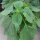 Varietà di salvia - set di semi