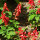 Varietà di salvia - set di semi