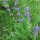 Varietà di salvia - set di semi