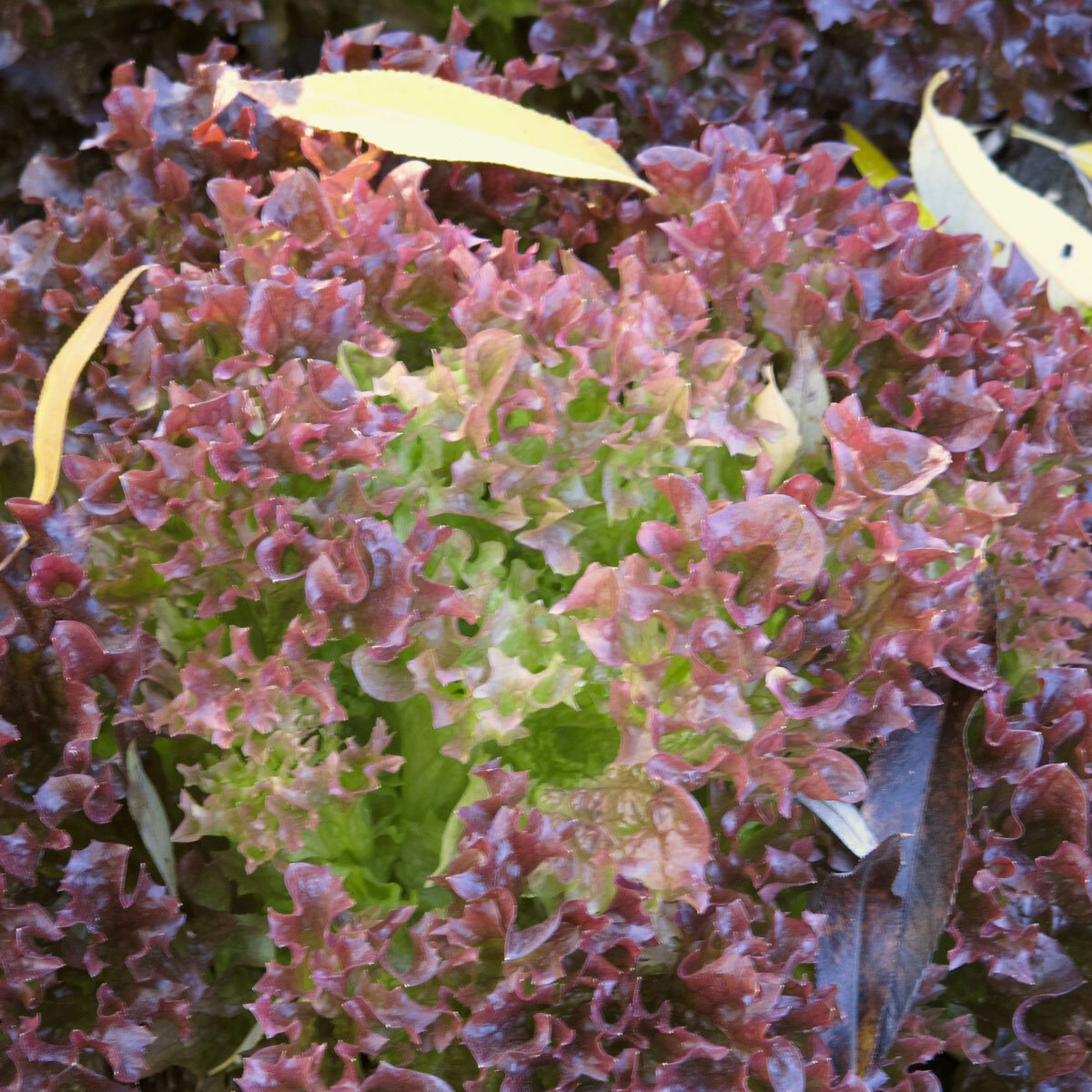 Semi Di Insalata Biologica Lollo Rossa (Lactuca Sativa), Varietà Rossa Riccia, SPERLI 82900
