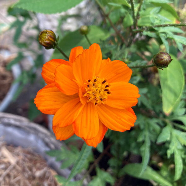 Sulfur Cosmos (Cosmos sulphureus) seeds