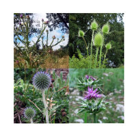Cardi: bellezza spinosa (bio) - set regalo di semi