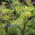 Herb Pasture Mix (Organic) – approximately 30 g, sufficient for 10 m²