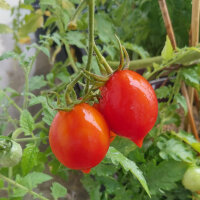 Pomodorino del Piennolo del Vesuvio (Solanum lycopersicum) semi