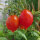Pomodorino del Piennolo del Vesuvio (Solanum lycopersicum) semi