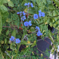 Lingua di cane (Cynoglossum amabile)