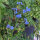 Lingua di cane (Cynoglossum amabile)