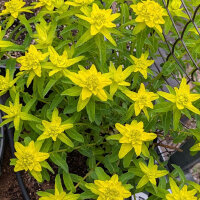 Euphorbia polychroma (Euphorbia epithymoides syn....
