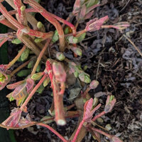 Euphorbia polychroma (Euphorbia epithymoides syn. polychroma)