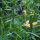 Marokkanisches Leinkraut (Linaria maroccana) Samen